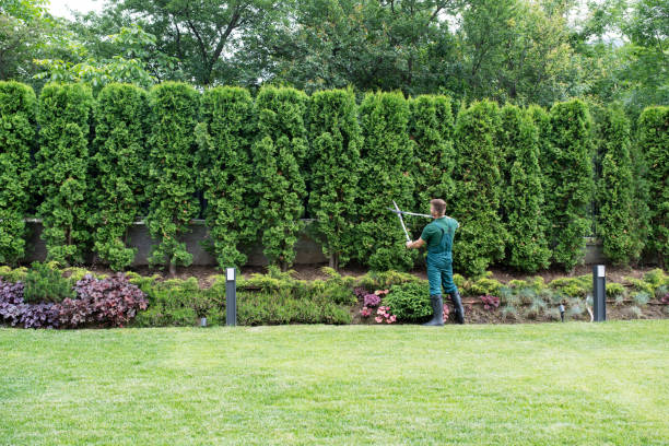 Best Tree Disease Treatment  in Sausalito, CA