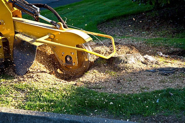  Sausalito, CA Tree Removal Pros