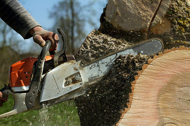 Best Tree Removal  in Sausalito, CA